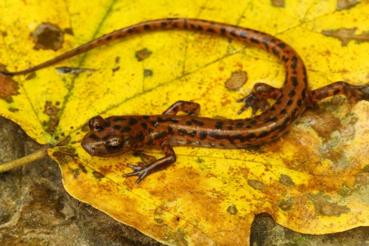 Cave Salamander